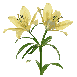 Lys