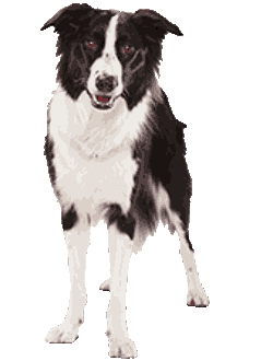 Le Chien